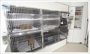 入院室　猫用